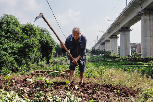 Tensions with the West are fuelling China’s anxiety about food supplies An elderly farmer digging a field of sweet potatoes, beneath a high-speed railway line in Beijing