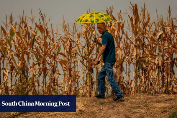 China could lose 35% of its cropland by 2100, scientists warn