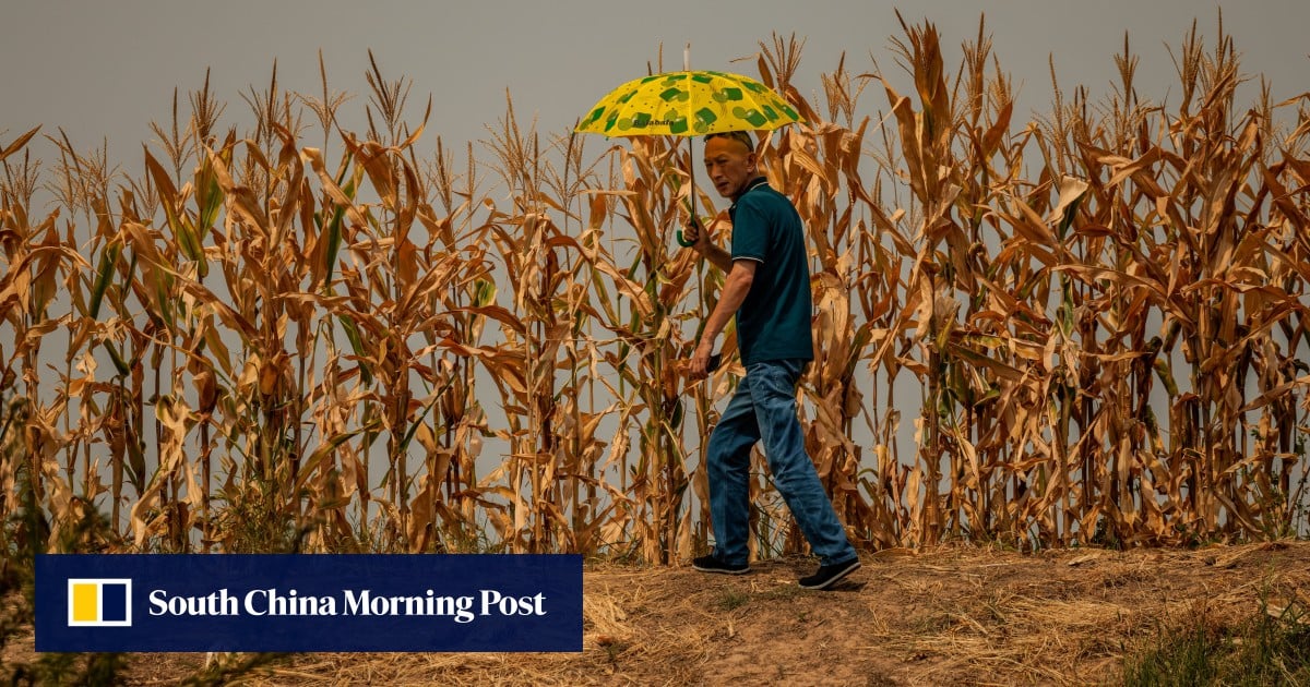 China could lose 35% of its cropland by 2100, scientists warn