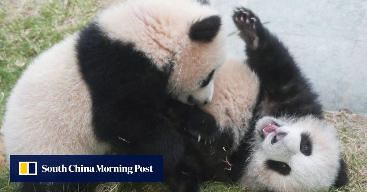 Hong Kong launches naming contest for city’s 2 giant panda cubs