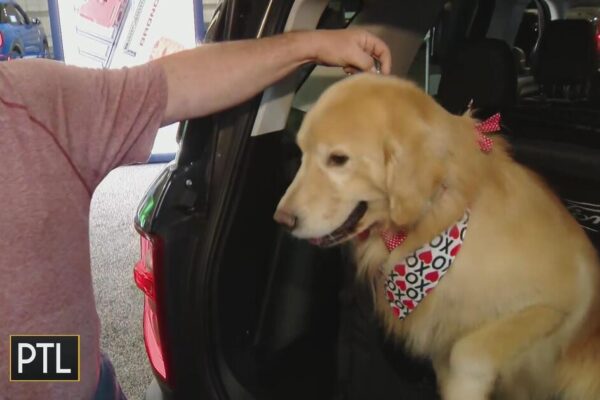 Safe travel tips for pets with the Greater Pittsburgh Golden Retriever Club