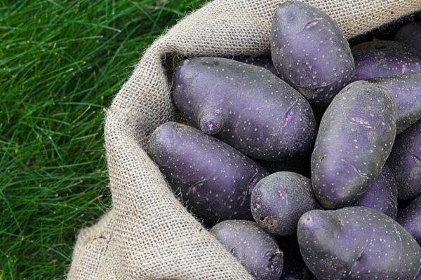 Purple potatoes are a colorful way to love healthy eating | Cooperative Extension Purple potatoes are a colorful way to love healthy eating | Cooperative Extension