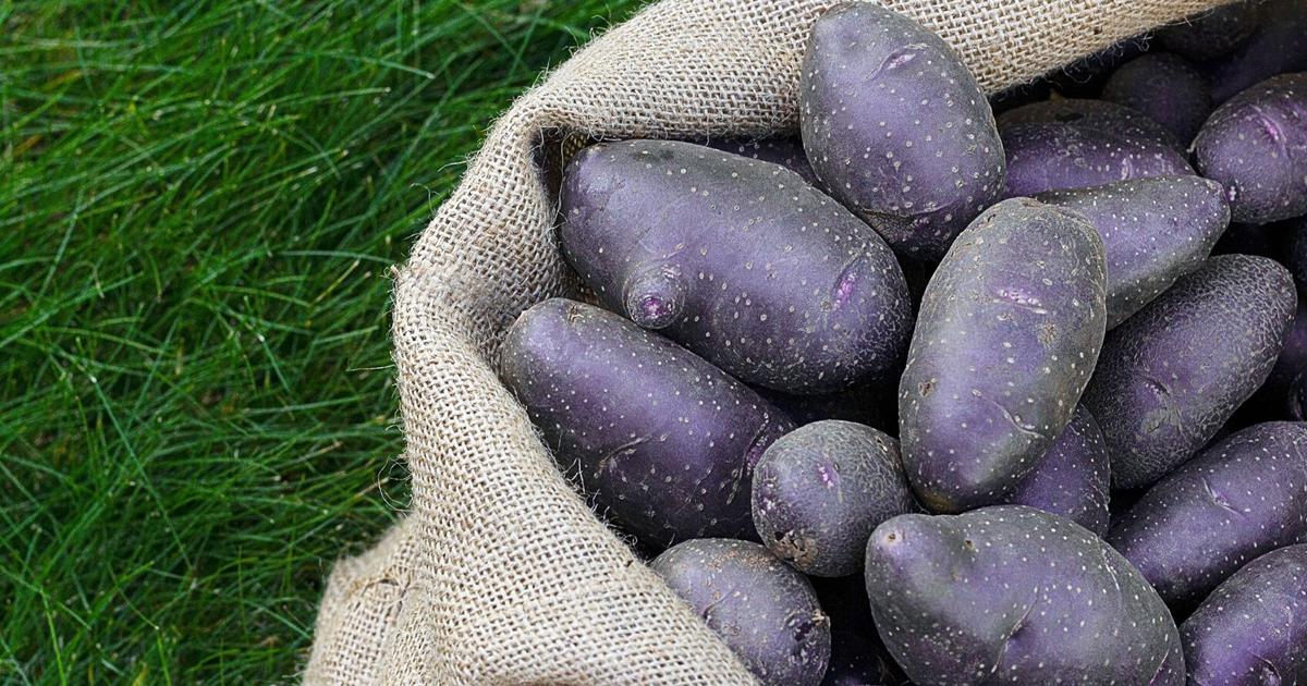 Purple potatoes are a colorful way to love healthy eating | Cooperative Extension