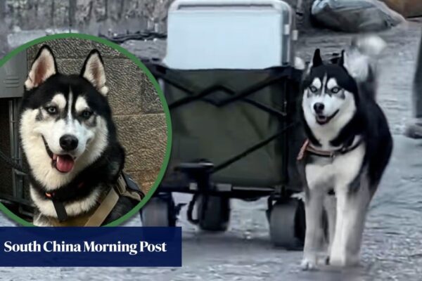 China Husky dog porter becomes internet star by helping homestay guests transport luggage