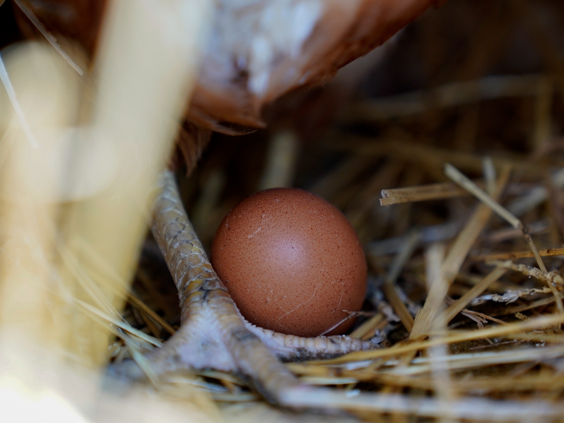Is US egg shortage Biden’s fault, as Trump spokesperson claims? | Food News