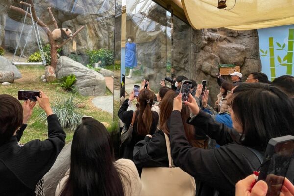 Move over Moo Deng! Hong Kong’s panda cubs are ready to go viral to get tourists back | Travel