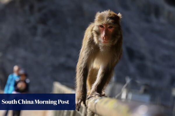 Experts slam 8-month delay in revealing Hong Kong man’s monkey virus death