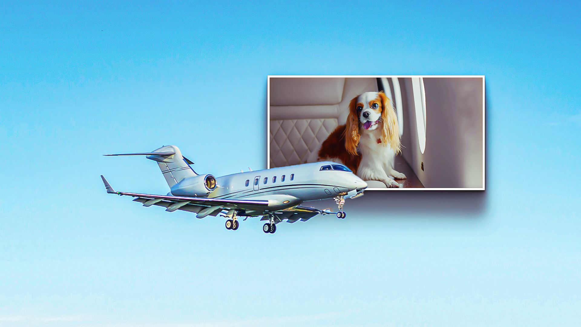 What You Need to Know About Private Jet Travel with Animals