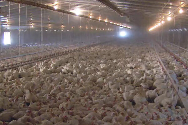 As bird flu ravages poultry industry, the damage spreads