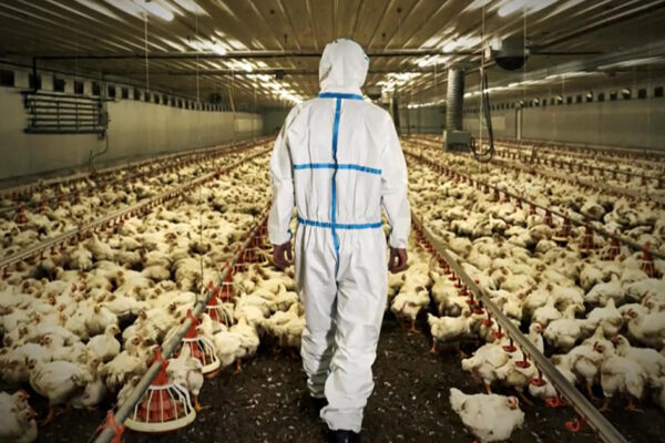 The impact from bird flu spreads