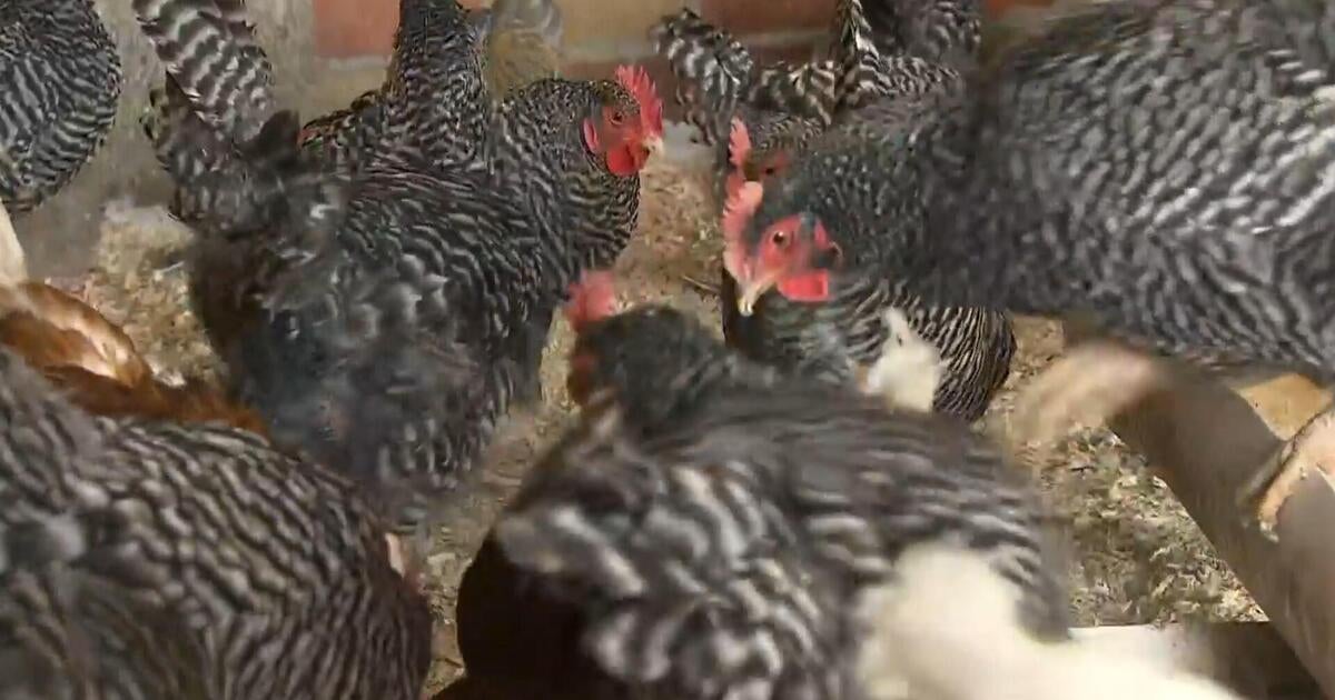 Iowa farmer has a waiting list for eggs amid shortage: "It's been pretty intense"