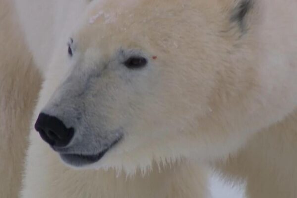 Polar bears increasingly under threat as glaciers melt faster than ever