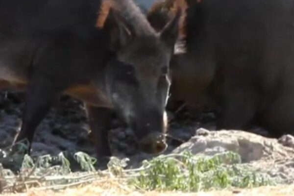 WIld "super pigs" wreak havoc around U.S-Canada border