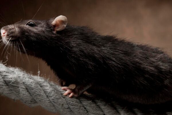 Bird flu confirmed in rats for first time, USDA reports
