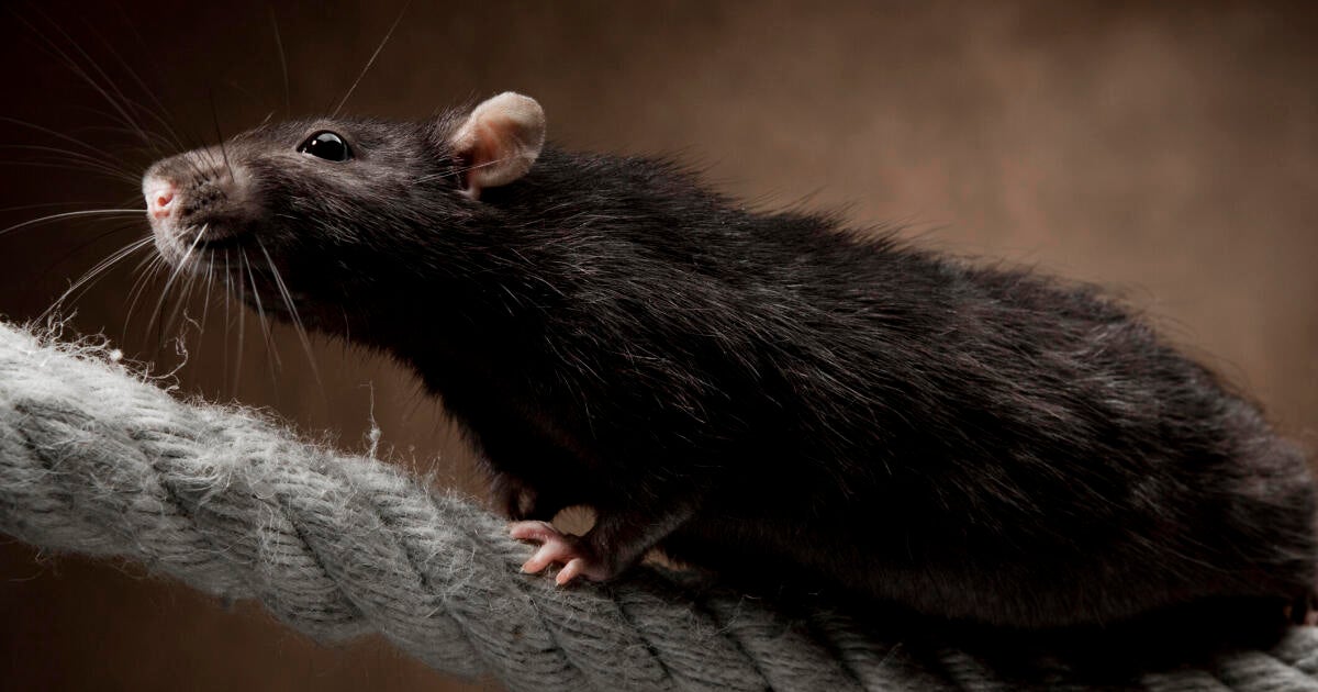 Bird flu confirmed in rats for first time, USDA reports