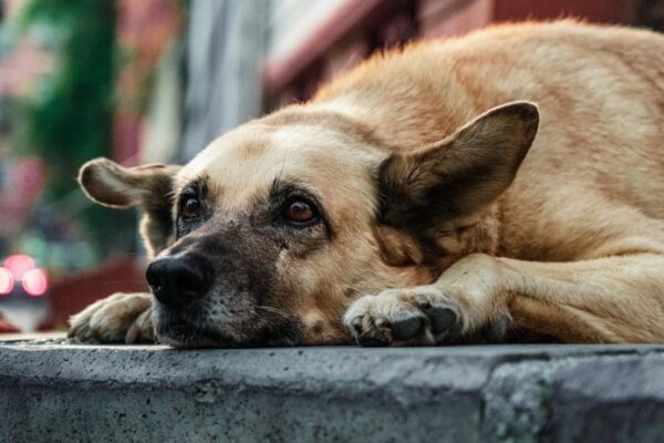 Highway Workers In China Under Fire For Eating Pet Dog