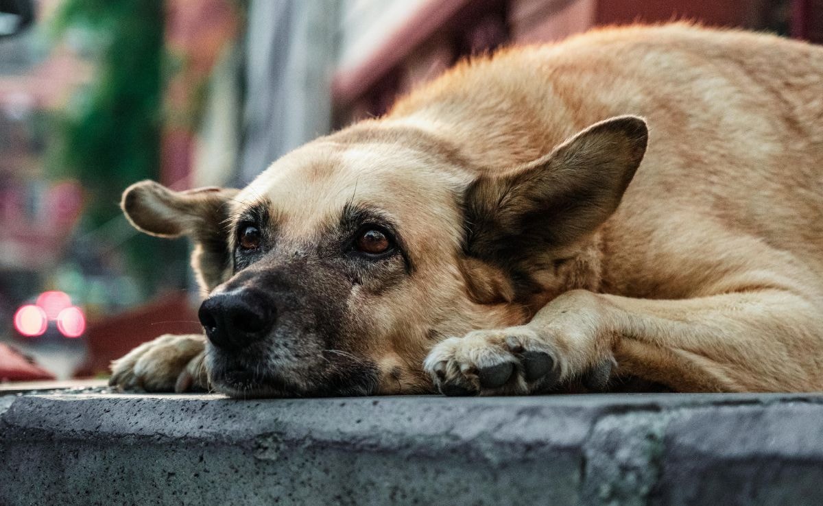 Highway Workers In China Under Fire For Eating Pet Dog