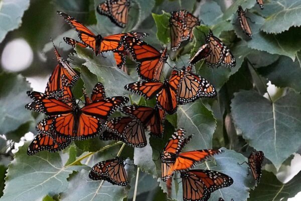 Monarch butterfly population in Western U.S. nears record 30-year low. Here's what to know.