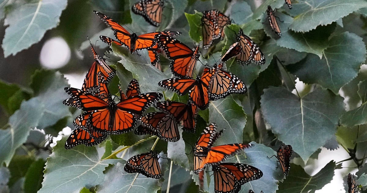 Monarch butterfly population in Western U.S. nears record 30-year low. Here's what to know.