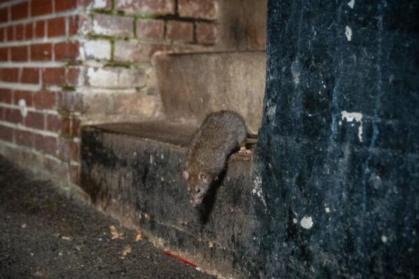 Oh rats! Rat populations spike in cities due to warming temperatures, study says