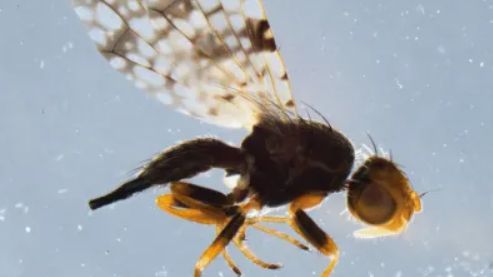 Campiglossa peregrina which is part of the fruit fly family. (Customs and Border Protection)