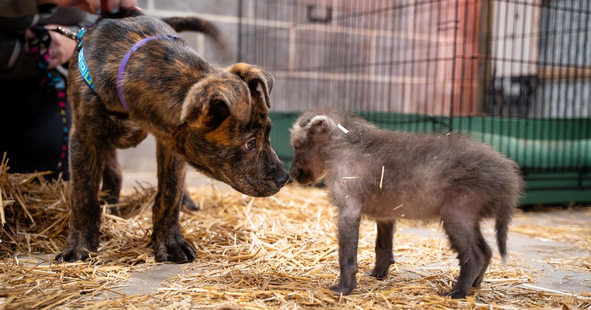 Orphaned wolf pup bonds with shelter dog at Kansas zoo: "Perfect pairing"