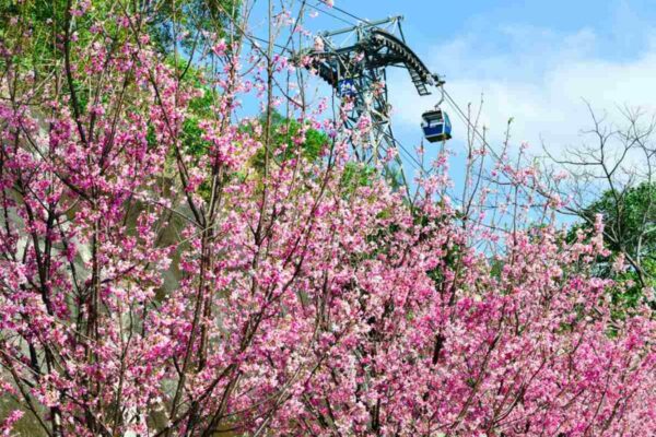 Unlock The Secrets Of Hong Kong Airports Cherry Blossom Garden