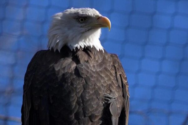 Love story between two bald eagles plays out in unlikely place