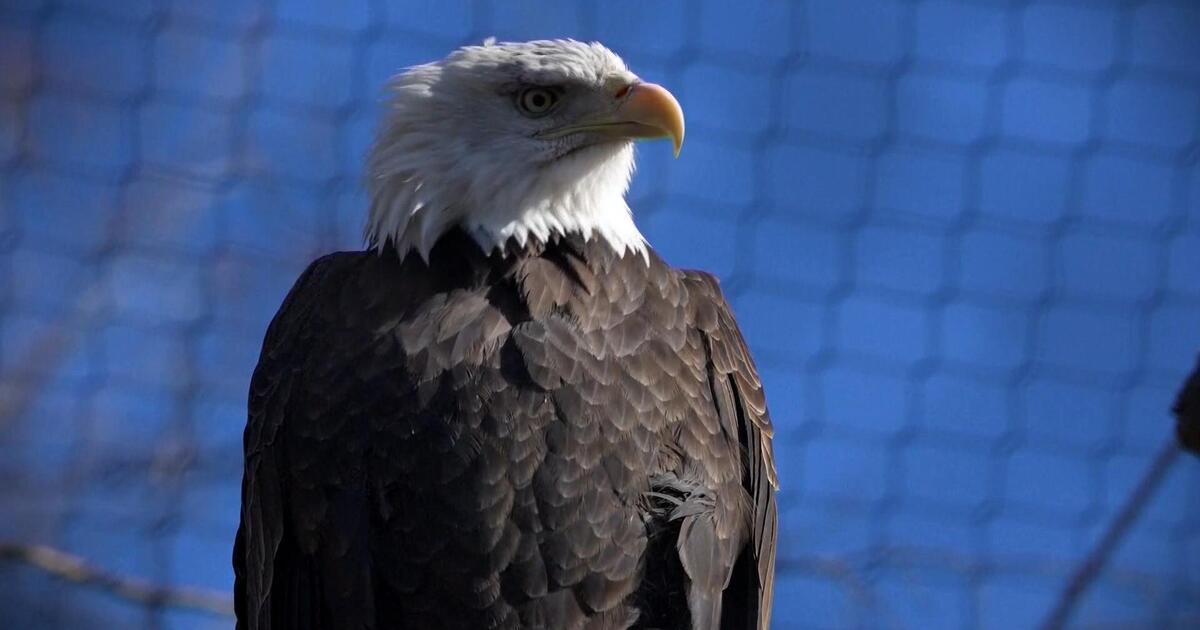 Love story between two bald eagles plays out in unlikely place