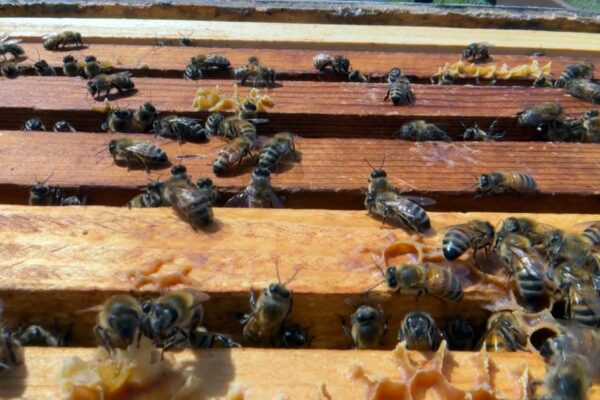 Millions of bees have died this year. It's "the worst bee loss in recorded history," one beekeeper says