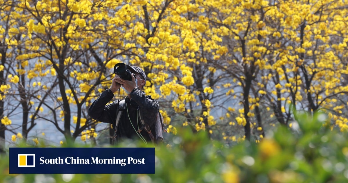 Why Hong Kong photographers love golden trumpet trees, and where to find them