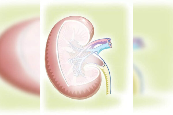 Keep kidneys healthy with regular screening, active lifestyle: Doctors