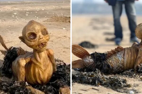 Ghostly sea monster with fins and hollow eyes washes up in UK, what is it?