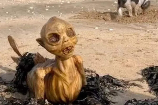 Bizarre sea ‘skeleton’ stuns UK beach visitors—what is it? Bizarre sea ‘skeleton’ stuns UK beach visitors—what is it?