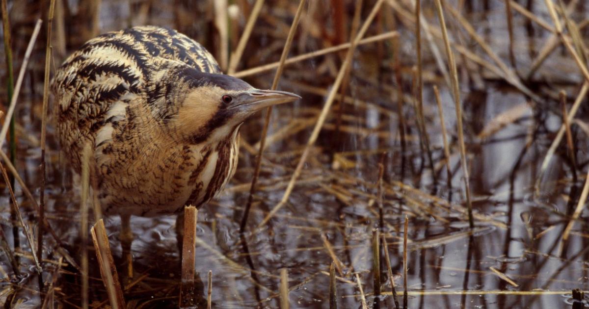 Conservationists hail record year for UK’s loudest bird after previous concern