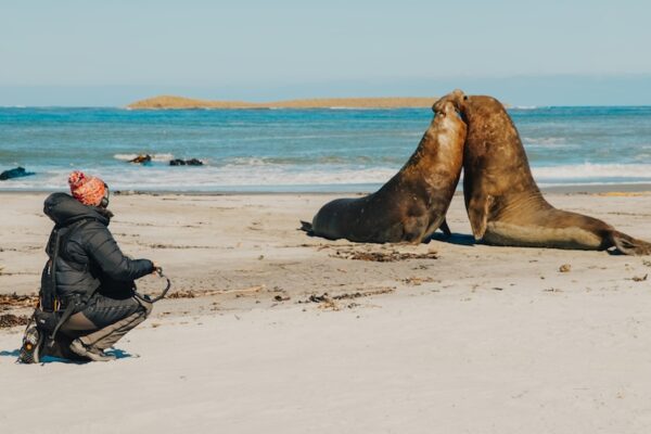 On the Apple TV documentary Earthsounds, Elle Williams was tasked with capturing the sounds of elephant seals in their natural habitat.