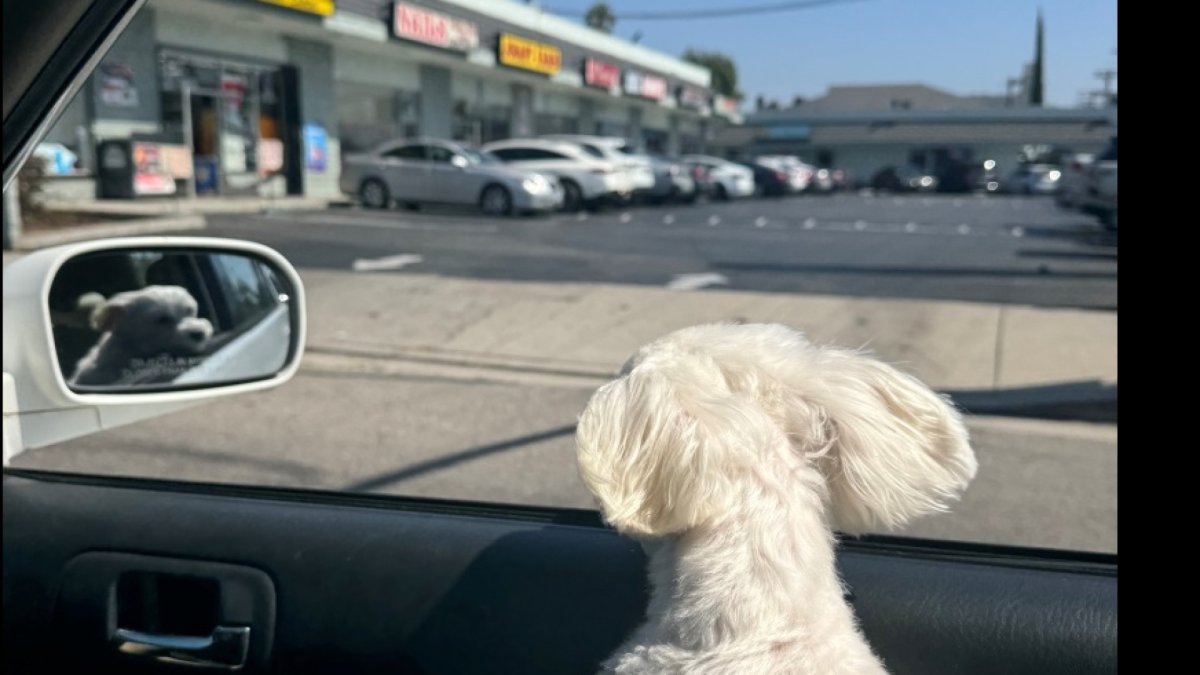 Read this veterinarian-approved checklist before you travel with your pets! – NBC Los Angeles