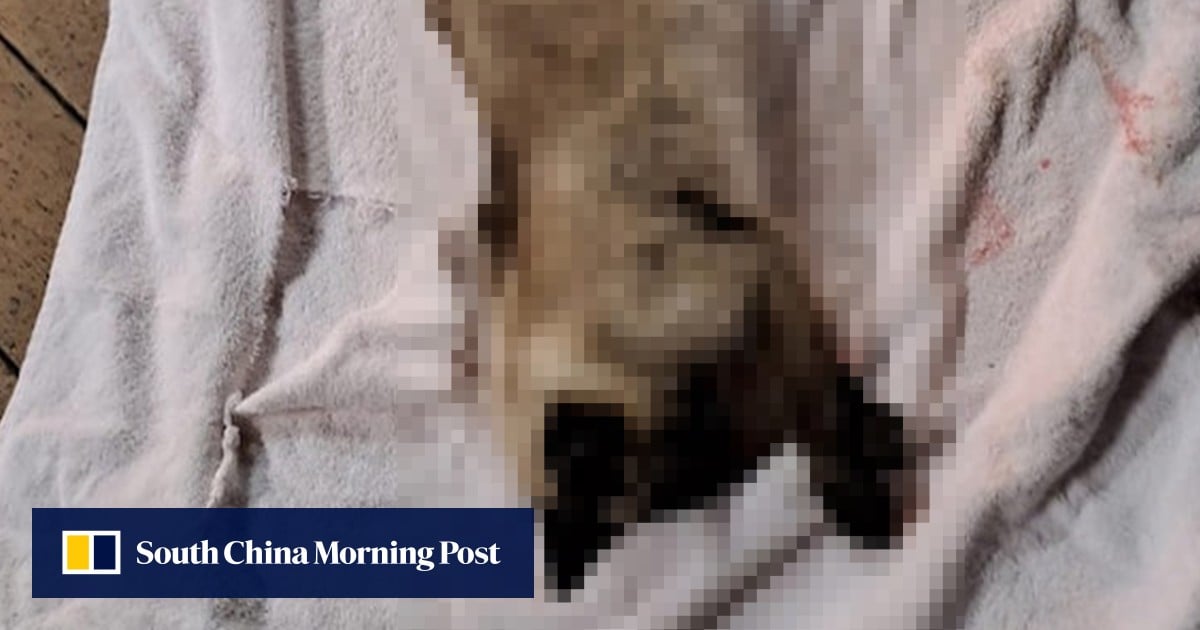 Hong Kong police suspect cruelty after 2 cats allegedly fall from height, 1 dead