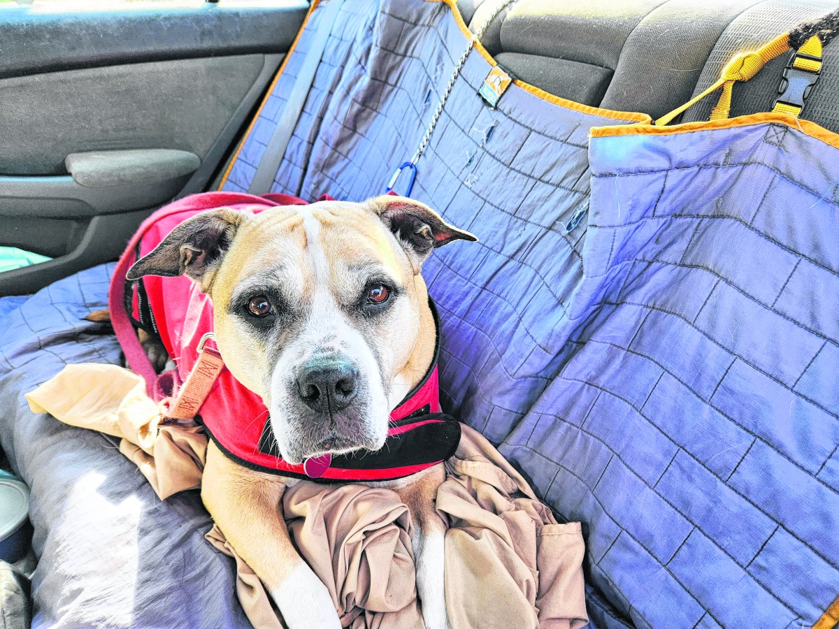 How to travel safely with pets