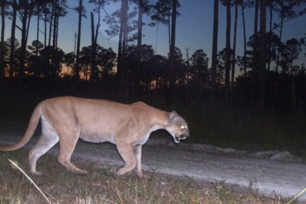 Endangered Florida panthers are facing multiple deadly threats: "Sprawl kills"