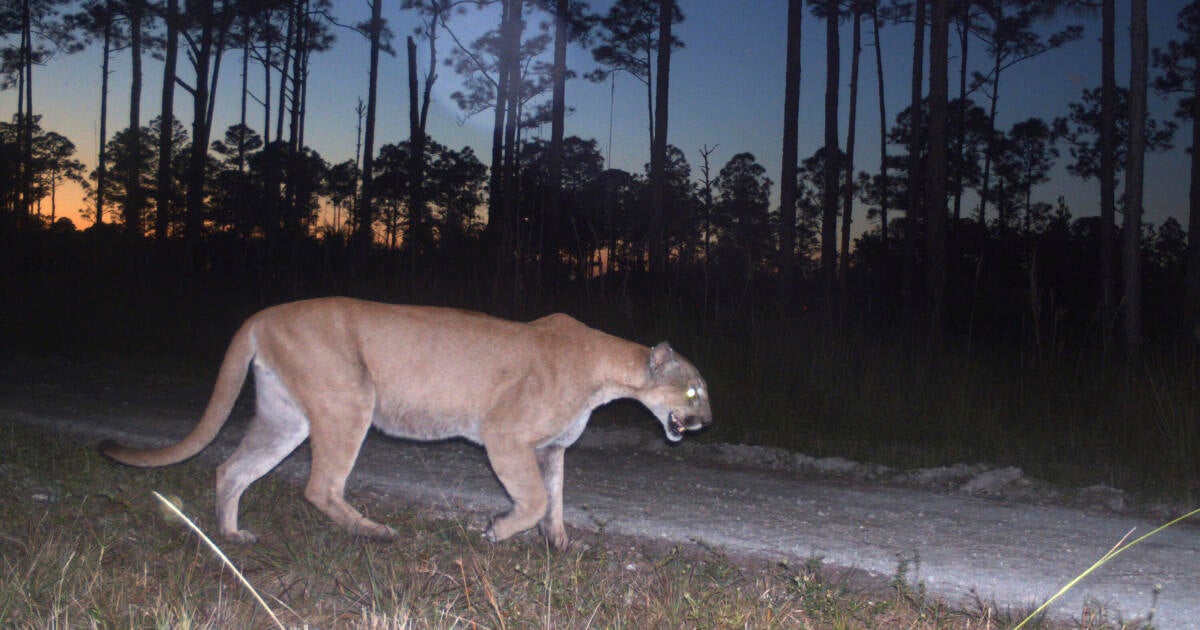 Endangered Florida panthers are facing multiple deadly threats: "Sprawl kills"