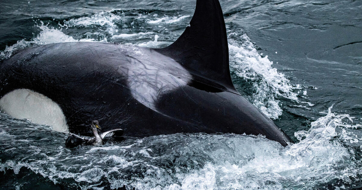 Killer whales caught on video in rarely seen bird hunt off Seattle: "Once-in-a-lifetime experience"