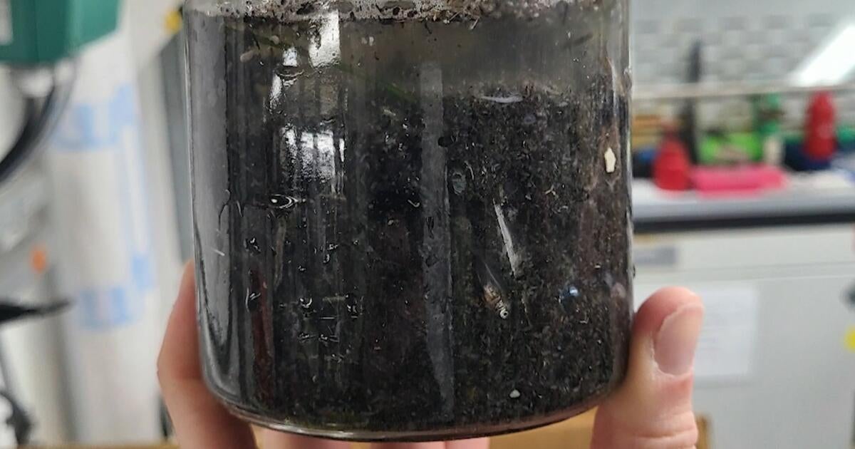 Researchers fear toxic ash from the Los Angeles wildfires will impact ocean life