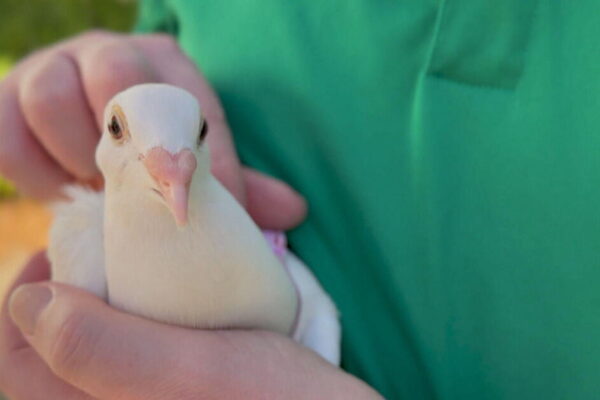 Animal shelter helps pigeons to restore their reputation