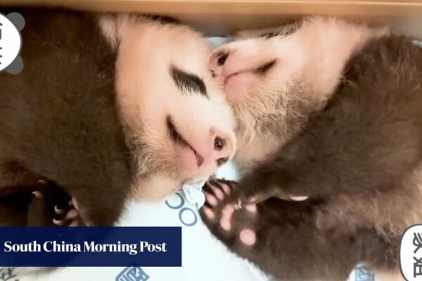 Naming contest for Hong Kong’s panda twin cubs draws 35,700 entries