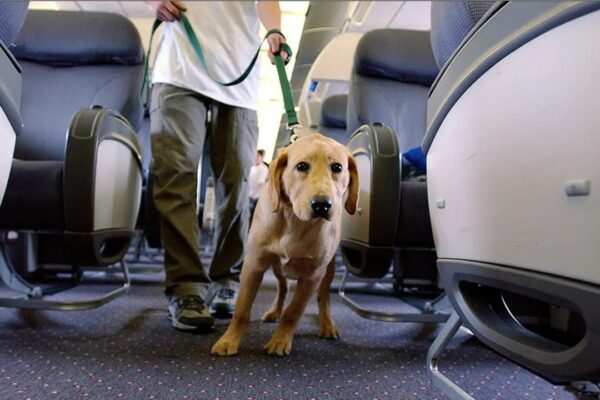 Flight passenger says dog barked 'nonstop' during 8-hour flight, sparking debate among travelers