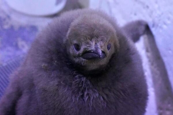 Detroit Zoo debuts “spunky and super fluffy” baby king penguin that weighs 35 pounds — more than both his parents Detroit Zoo debuts "spunky and super fluffy" baby king penguin that weighs 35 pounds — more than both his parents