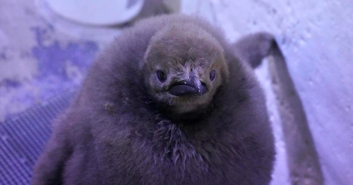 Detroit Zoo debuts "spunky and super fluffy" baby king penguin that weighs 35 pounds — more than both his parents