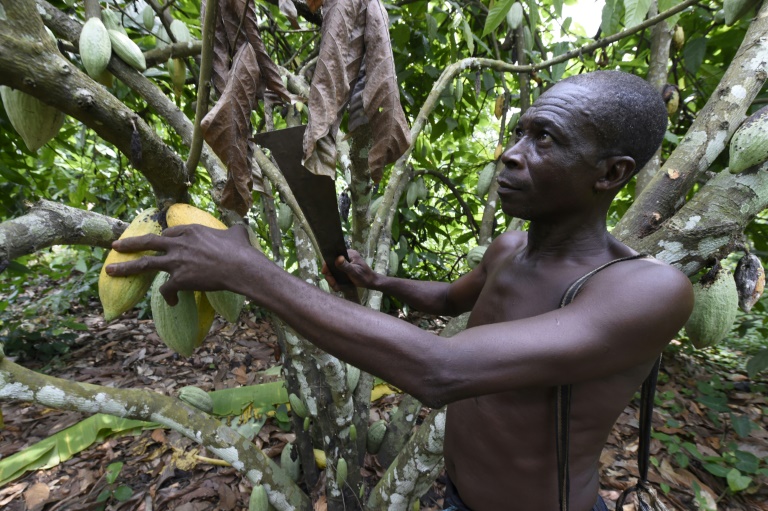 Nigeria seeks to cash in on soaring cocoa prices