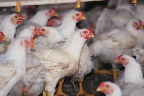 RFK Jr. warns vaccinating poultry for bird flu could backfire